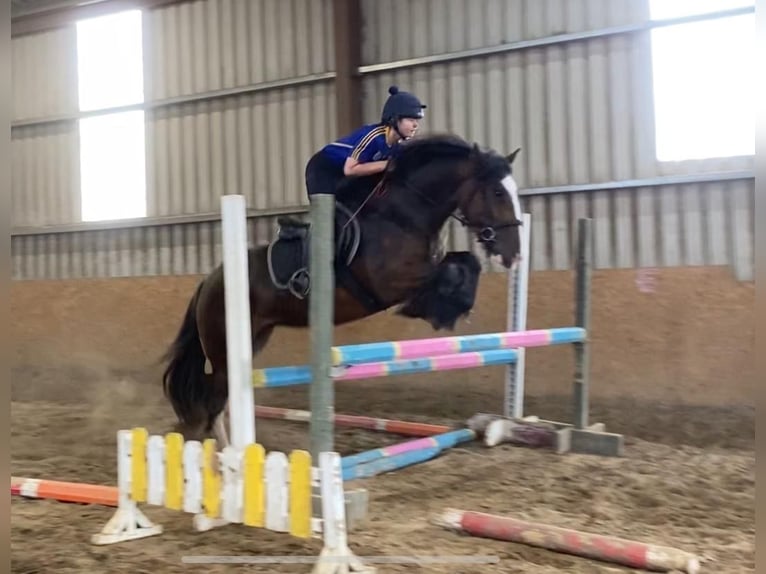 Cob Jument 5 Ans 153 cm Bai in Sligo