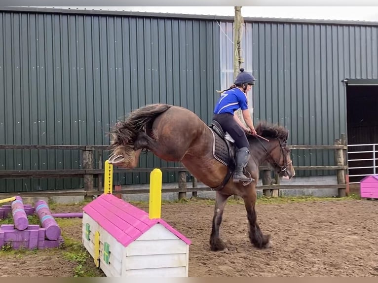 Cob Jument 5 Ans 153 cm Bai in Sligo