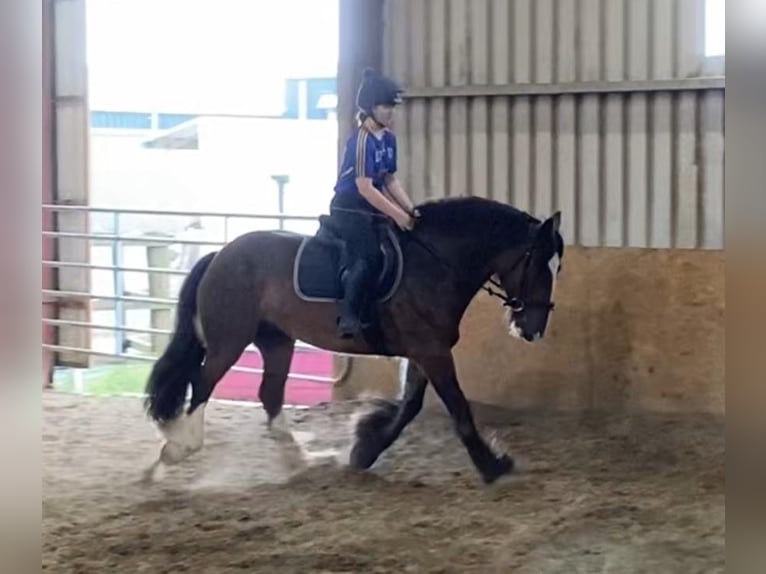 Cob Jument 5 Ans 153 cm Bai in Sligo
