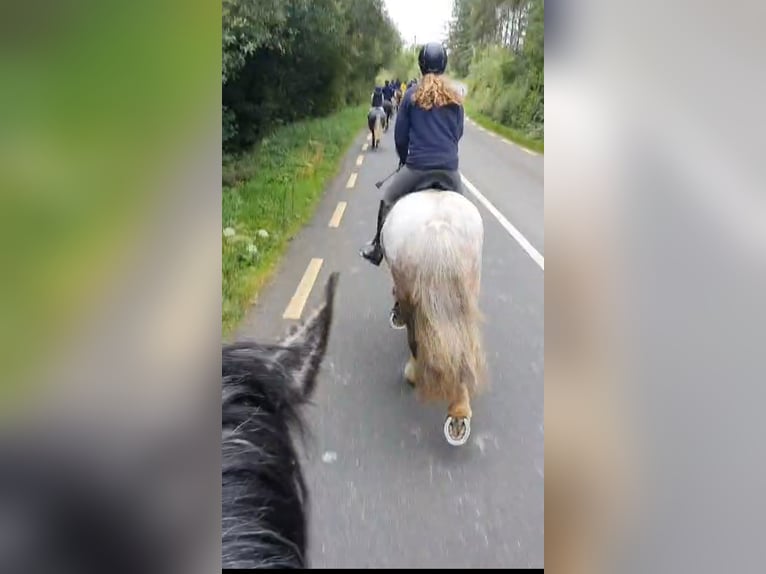 Cob Jument 5 Ans 158 cm in Drumshanbo