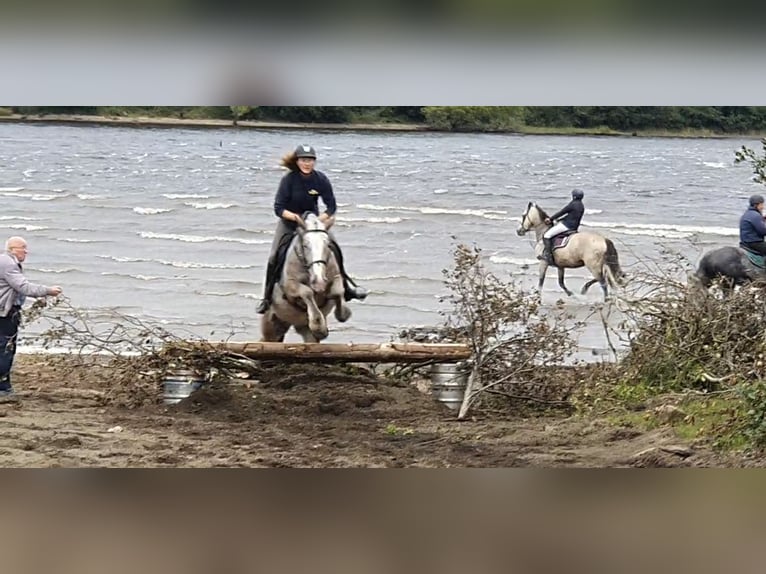 Cob Jument 5 Ans 158 cm in Drumshanbo