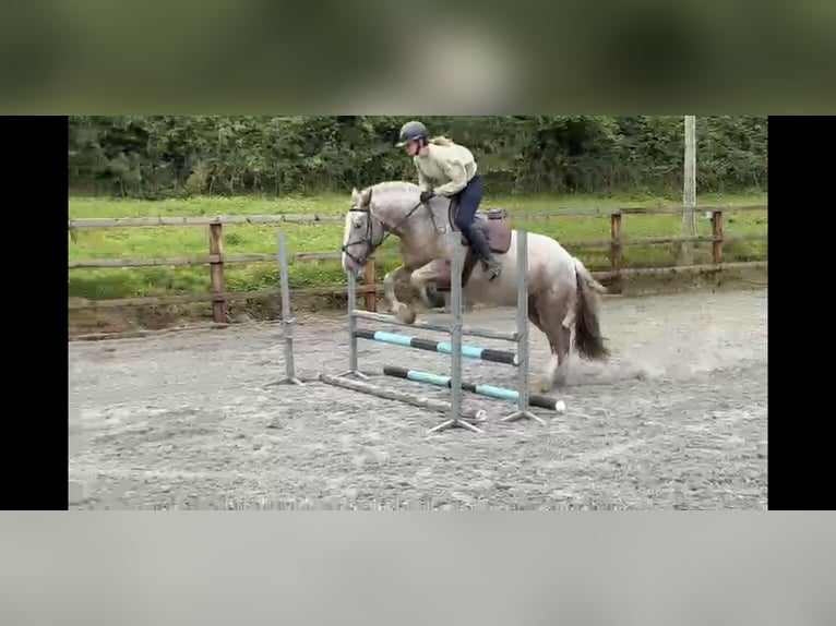 Cob Jument 5 Ans 158 cm in Drumshanbo