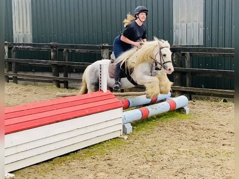 Cob Jument 6 Ans 135 cm Rouan bleu in Sligo