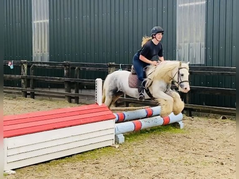 Cob Jument 6 Ans 135 cm Rouan bleu in Sligo