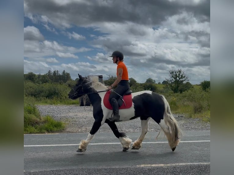Cob Jument 6 Ans 136 cm Pinto in Sligo