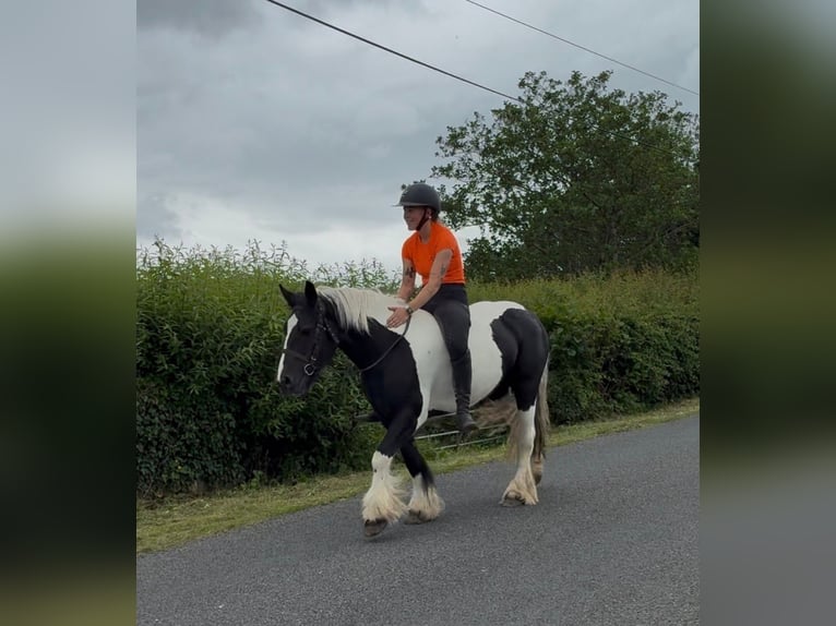 Cob Jument 6 Ans 136 cm Pinto in Sligo