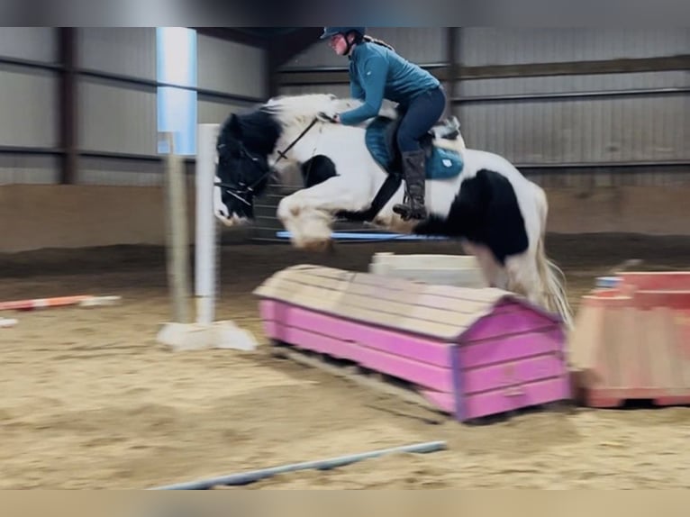 Cob Croisé Jument 6 Ans 145 cm Tobiano-toutes couleurs in Trebbin