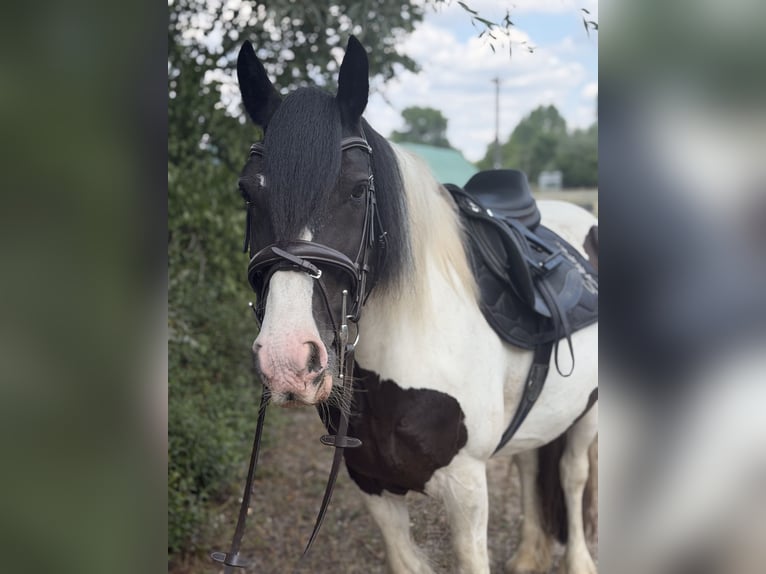 Cob Croisé Jument 6 Ans 145 cm Tobiano-toutes couleurs in Trebbin