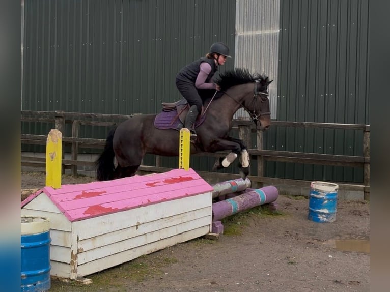 Cob Jument 6 Ans 146 cm Bai in Sligo