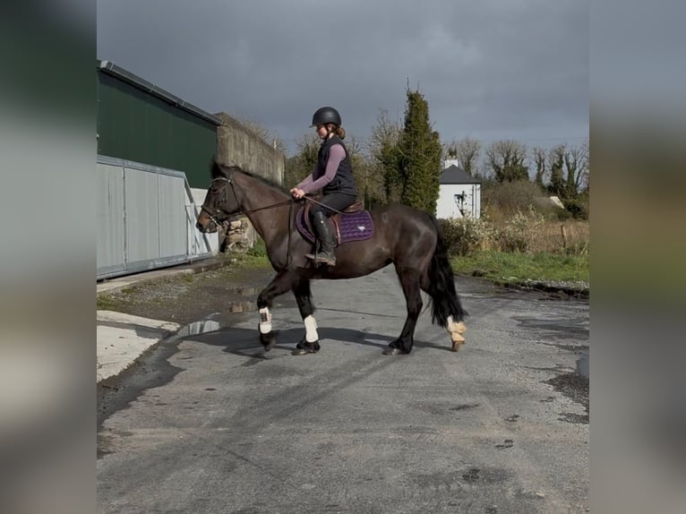 Cob Jument 6 Ans 146 cm Bai in Sligo
