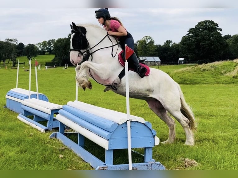 Cob Jument 6 Ans 160 cm Tobiano-toutes couleurs in Trebbin