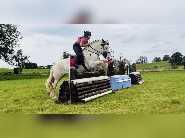 Cob Jument 6 Ans 160 cm Tobiano-toutes couleurs in Trebbin