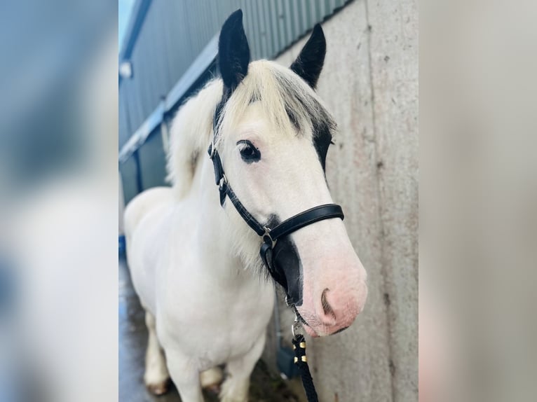 Cob Jument 6 Ans 160 cm Tobiano-toutes couleurs in Trebbin