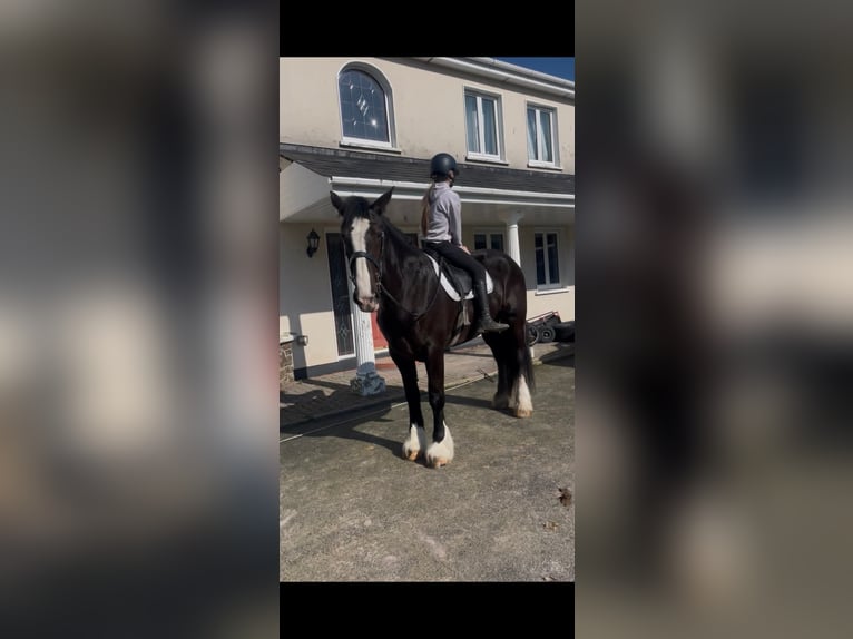 Cob Jument 6 Ans 165 cm Bai brun in Dublin