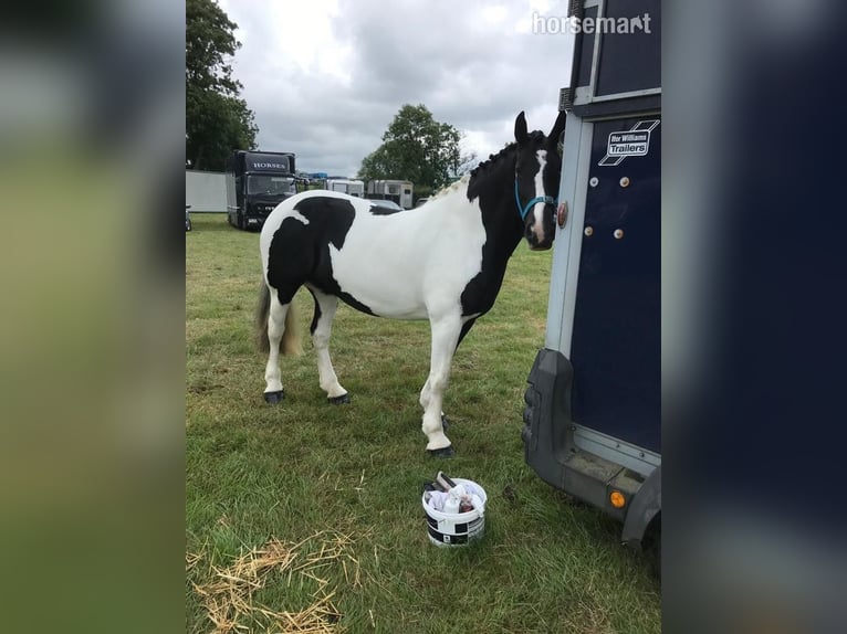 Cob Jument 6 Ans 185 cm Tobiano-toutes couleurs in Cork