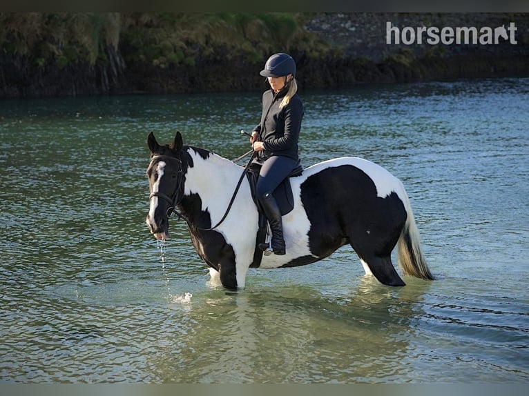Cob Jument 6 Ans 185 cm Tobiano-toutes couleurs in Cork