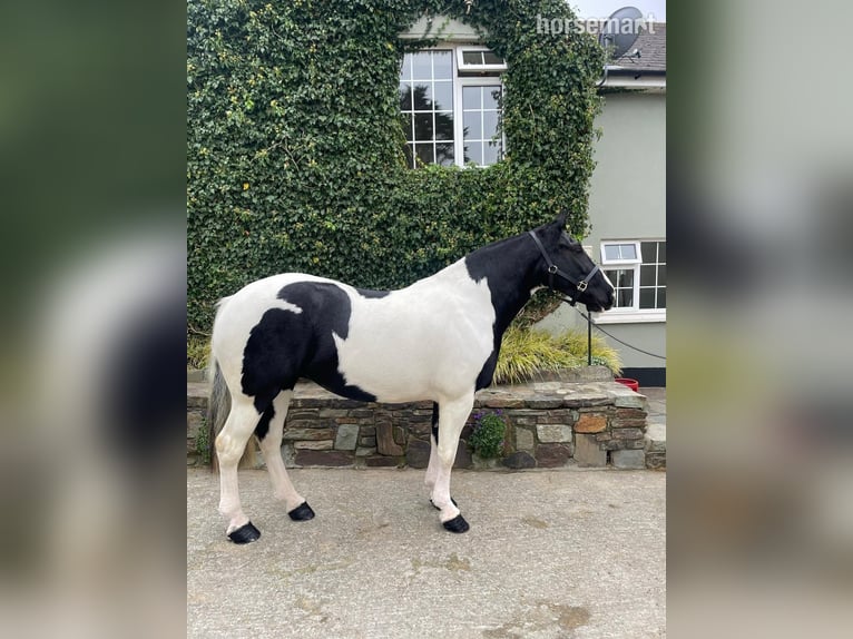 Cob Jument 6 Ans 185 cm Tobiano-toutes couleurs in Cork