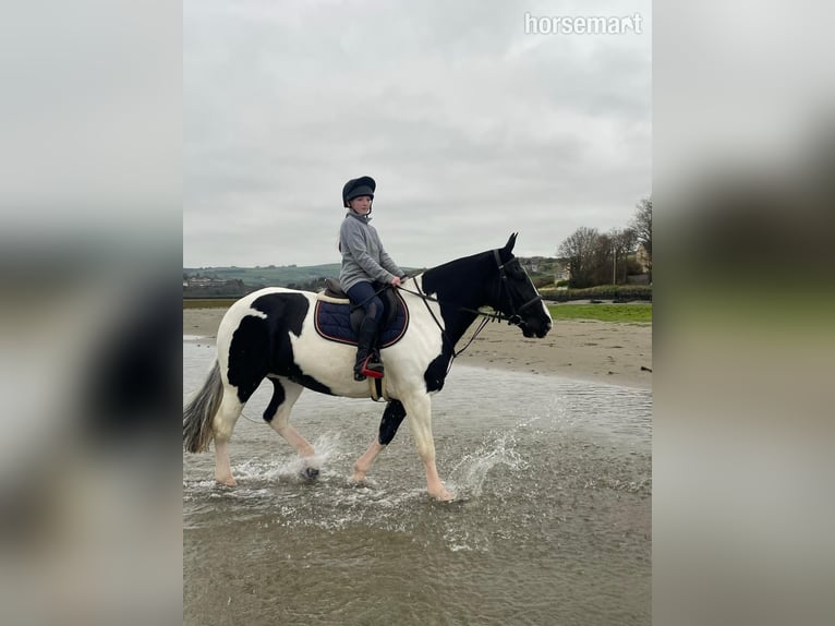 Cob Jument 6 Ans 185 cm Tobiano-toutes couleurs in Cork