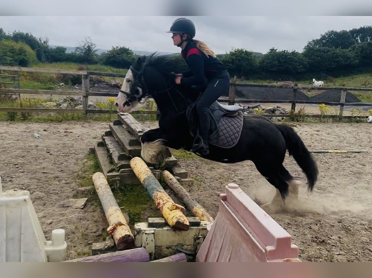 Cob Jument 7 Ans 130 cm Noir in Sligo