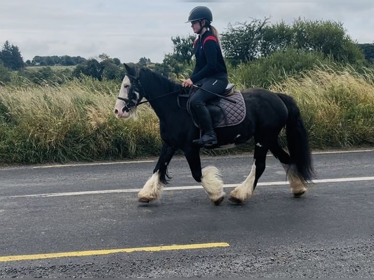 Cob Jument 7 Ans 130 cm Noir in Sligo