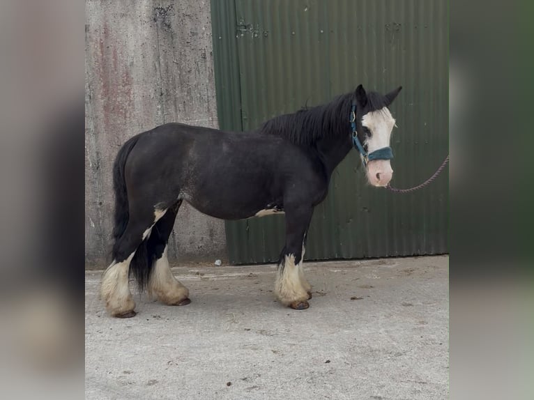 Cob Jument 7 Ans 130 cm Noir in Sligo
