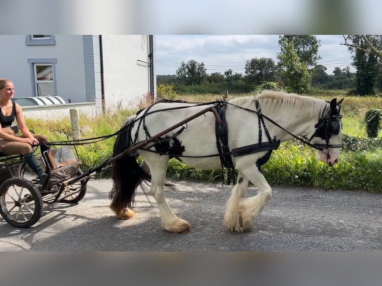 Cob Jument 7 Ans 134 cm Pinto in Sligo