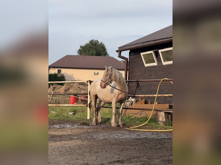 Cob Jument 7 Ans 143 cm Cremello in Sanok