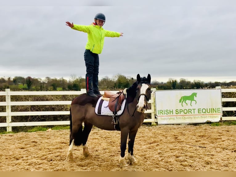 Cob Jument 7 Ans 147 cm Bai in Mountrath