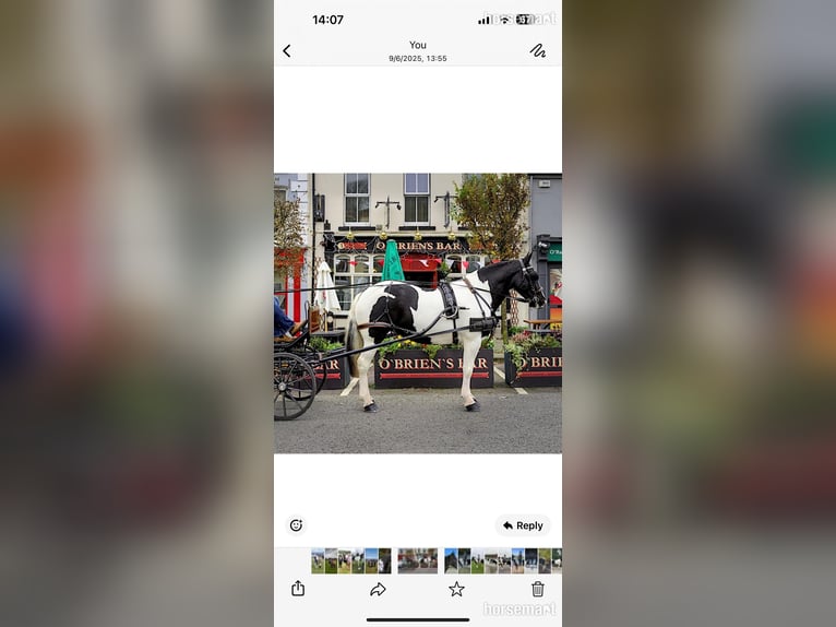 Cob Jument 7 Ans 160 cm Tobiano-toutes couleurs in Roscarberry