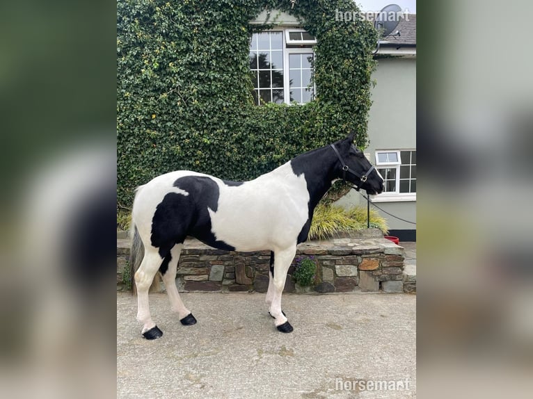 Cob Jument 7 Ans 160 cm Tobiano-toutes couleurs in Roscarberry