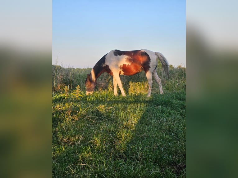 Cob Croisé Jument 8 Ans 148 cm Pinto in Eilsleben