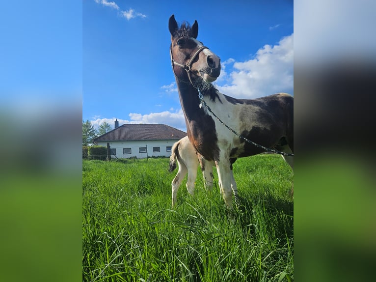 Cob Croisé Jument 8 Ans 148 cm Pinto in Eilsleben