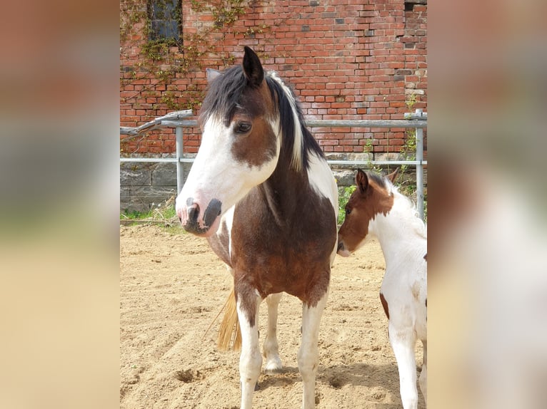 Cob Croisé Jument 8 Ans 148 cm Pinto in Eilsleben