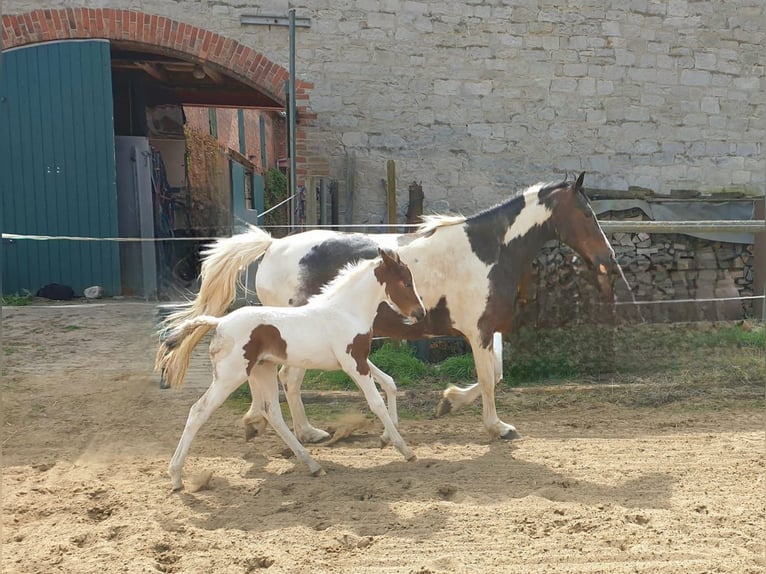 Cob Croisé Jument 8 Ans 148 cm Pinto in Eilsleben