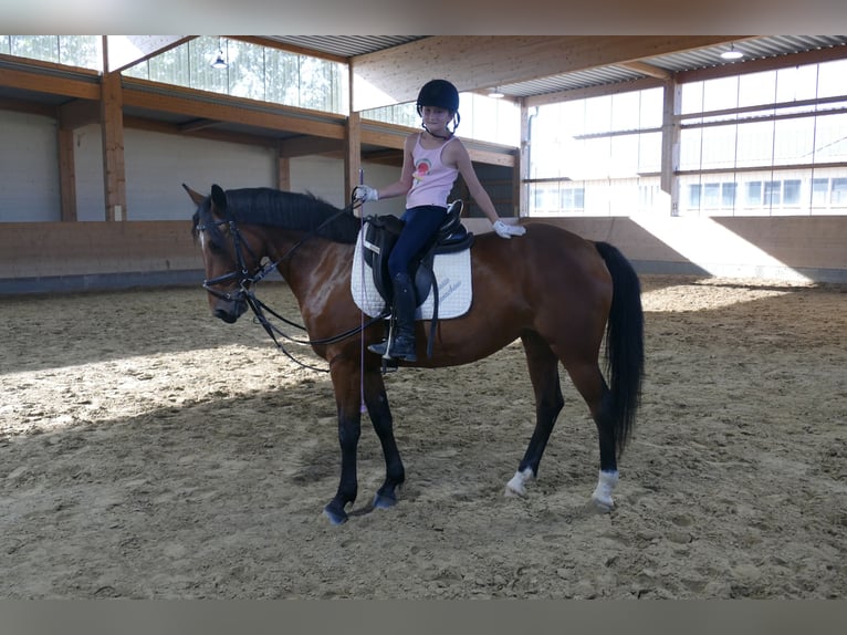 Cob Jument 8 Ans 156 cm Bai in Ganschow