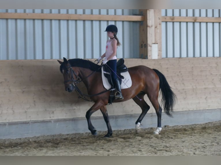 Cob Jument 8 Ans 156 cm Bai in Ganschow