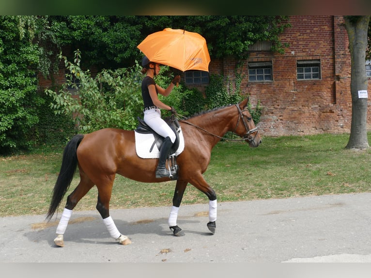 Cob Jument 8 Ans 156 cm Bai in Ganschow