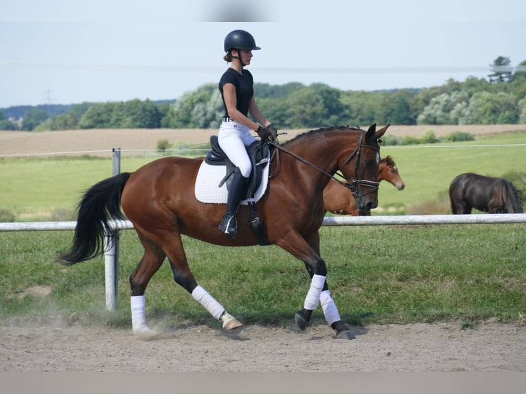 Cob Jument 8 Ans 156 cm Bai in Ganschow