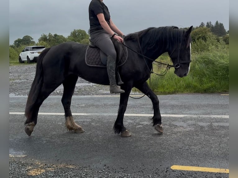 Cob Jument 8 Ans 156 cm Noir in Sligo