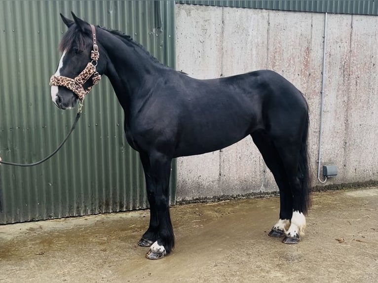 Cob Jument 8 Ans 156 cm Noir in Sligo