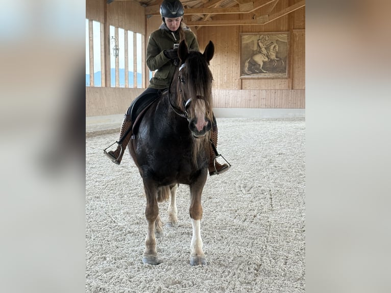 Cob Jument 8 Ans 157 cm Alezan brûlé in Amerang