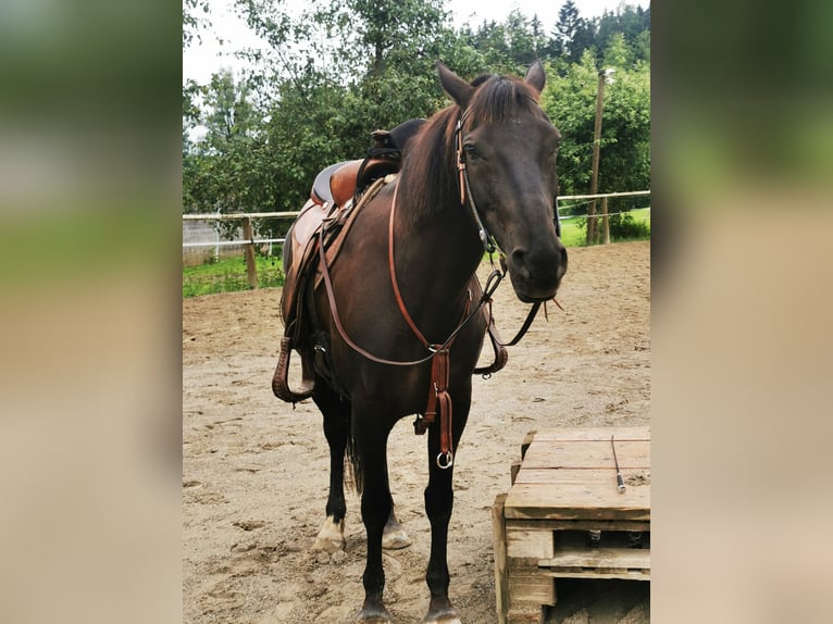 Cob Croisé Jument 9 Ans 144 cm Bai brun in Tettnang