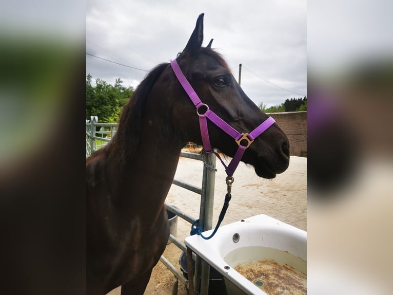 Cob Croisé Jument 9 Ans 144 cm Bai brun in Tettnang