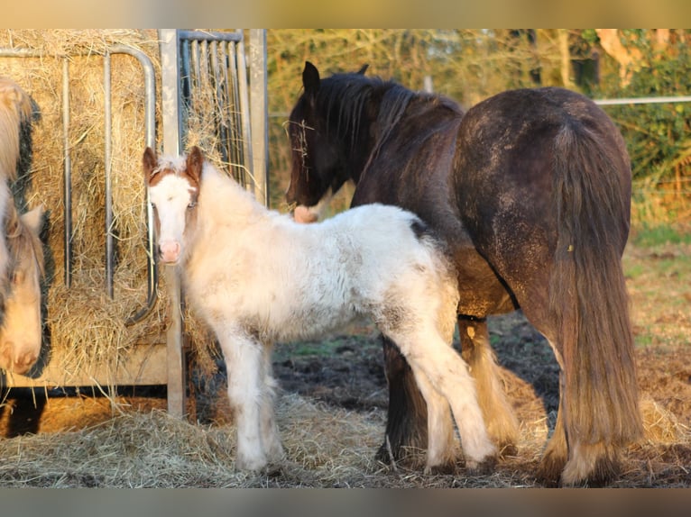 Cob Jument  145 cm Bai in Auray