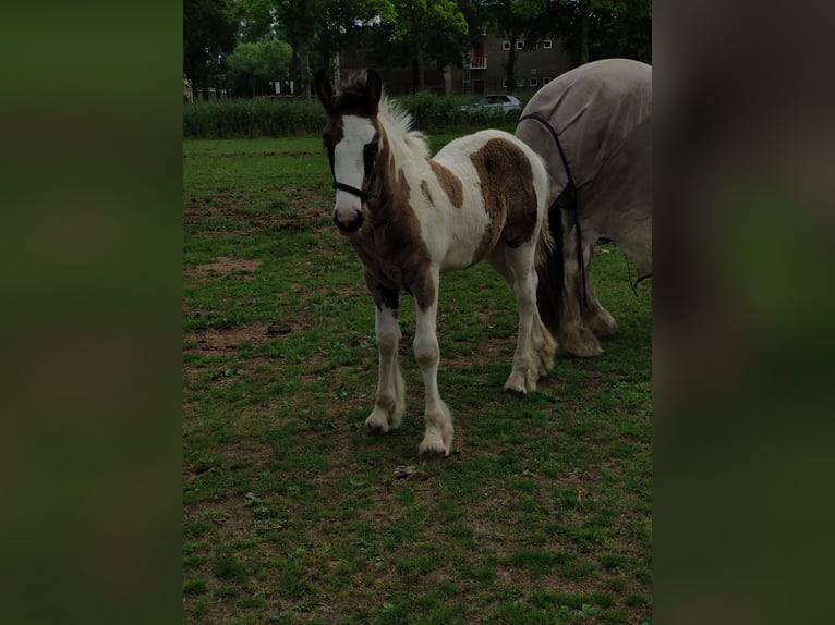 Cob Jument Poulain (05/2025) 168 cm Pinto in Helmond