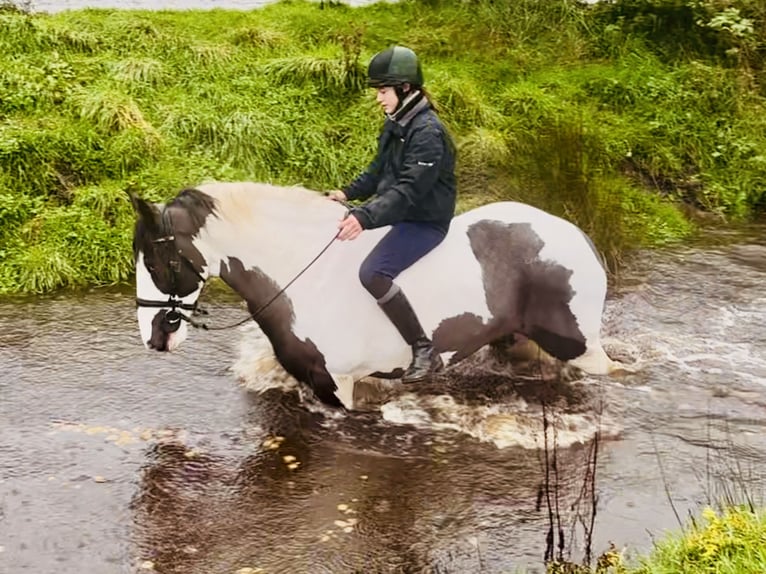 Cob Klacz 12 lat 148 cm Srokata in Mountrath