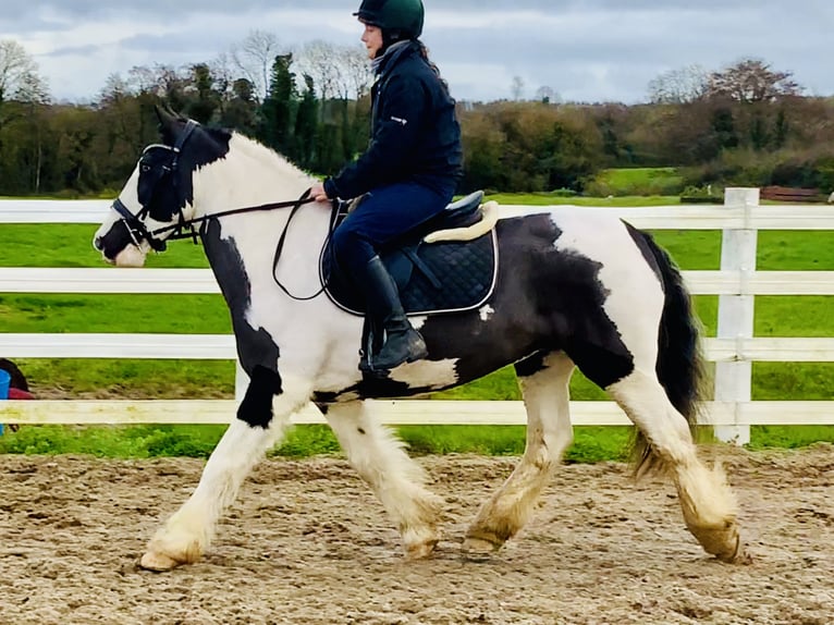 Cob Klacz 12 lat 148 cm Srokata in Mountrath