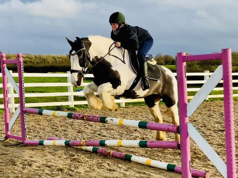 Cob Klacz 12 lat 148 cm Srokata in Mountrath