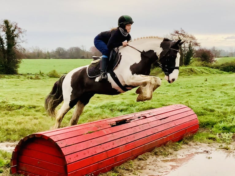 Cob Klacz 12 lat 148 cm Srokata in Mountrath