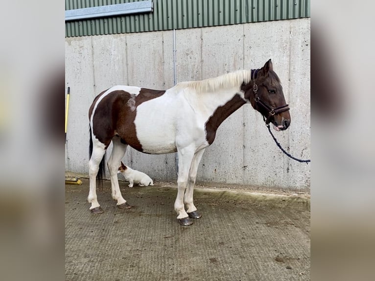 Cob Klacz 12 lat 150 cm Srokata in Sligo